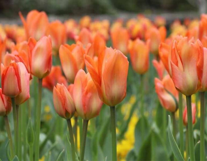 orange tulips Orange Tulips