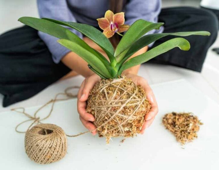 Orchid Yellow Leaves