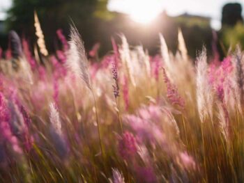 ornamental grass beautifies gardens