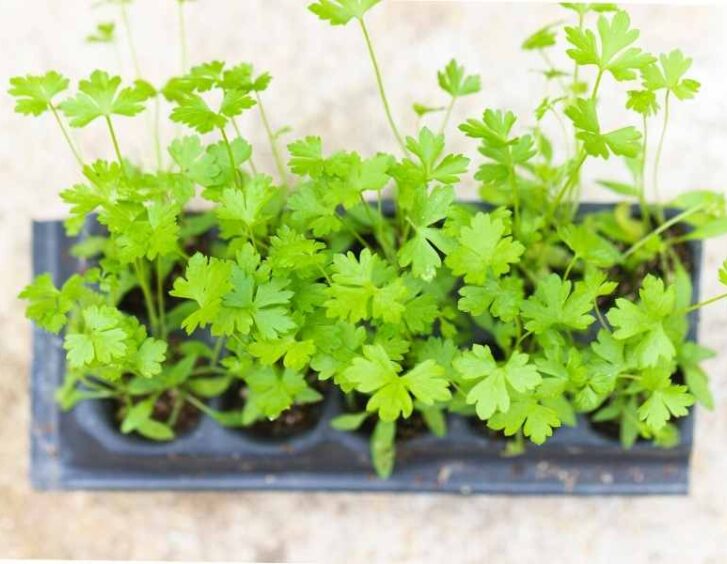 parsley seeds Parsley Seeds