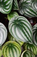 Peperomia Frost