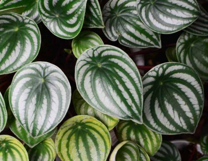 peperomia frost Peperomia Frost