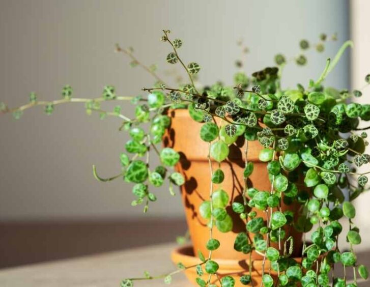 peperomia hope Peperomia Hope