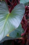 Philodendron Black Cardinal