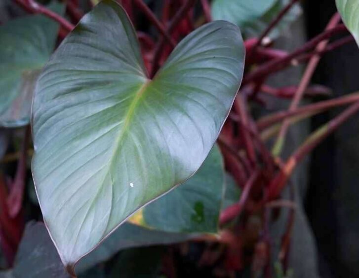 philodendron black cardinal Philodendron Black Cardinal