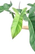 Philodendron Florida Beauty