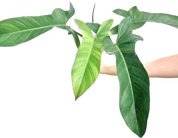 Philodendron Florida Beauty