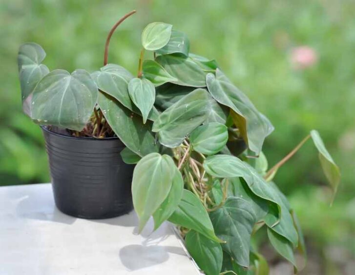 philodendron melanochrysum Philodendron Melanochrysum