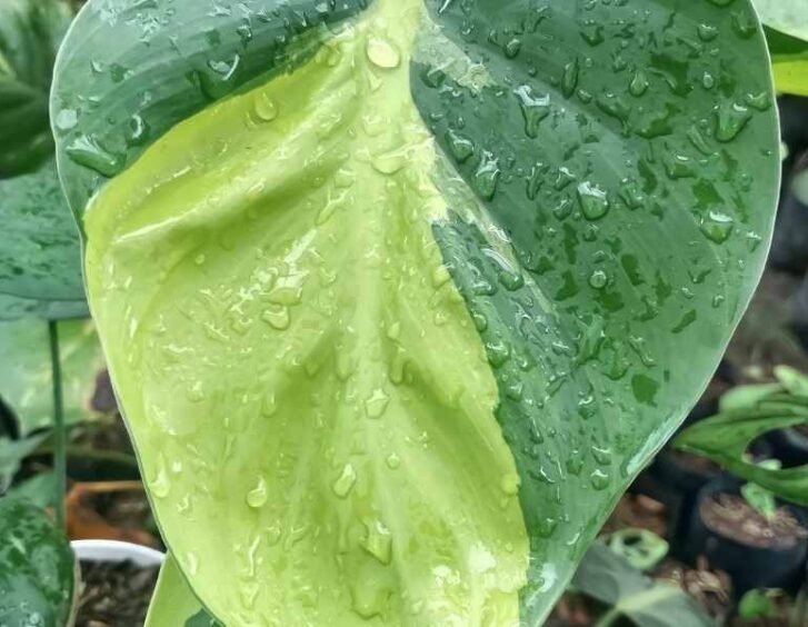 philodendron rio Philodendron Rio