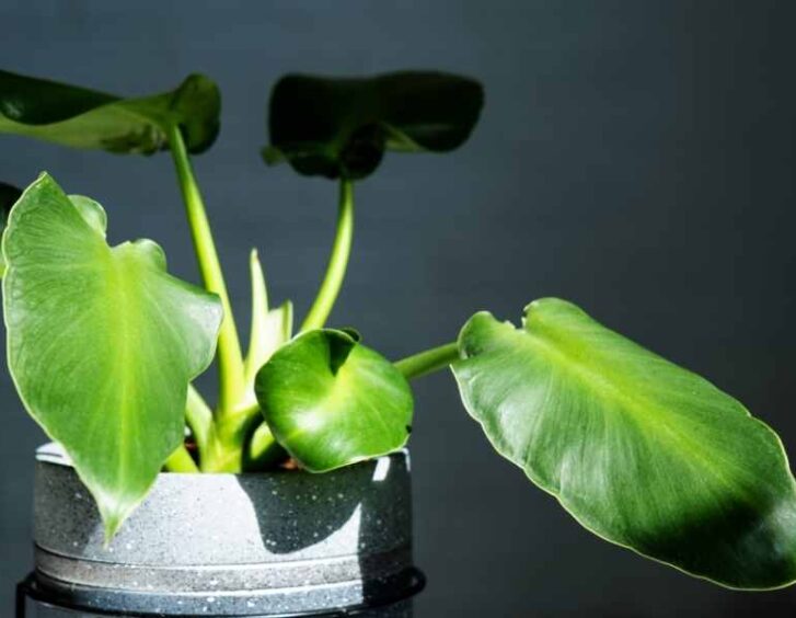 philodendron rugosum Philodendron Rugosum