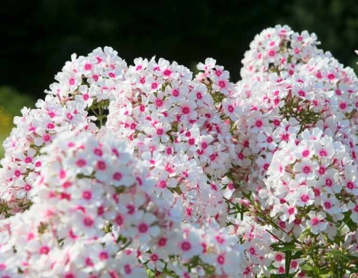 phlox seeds Phlox Seeds