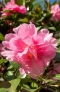 Pink Camellia