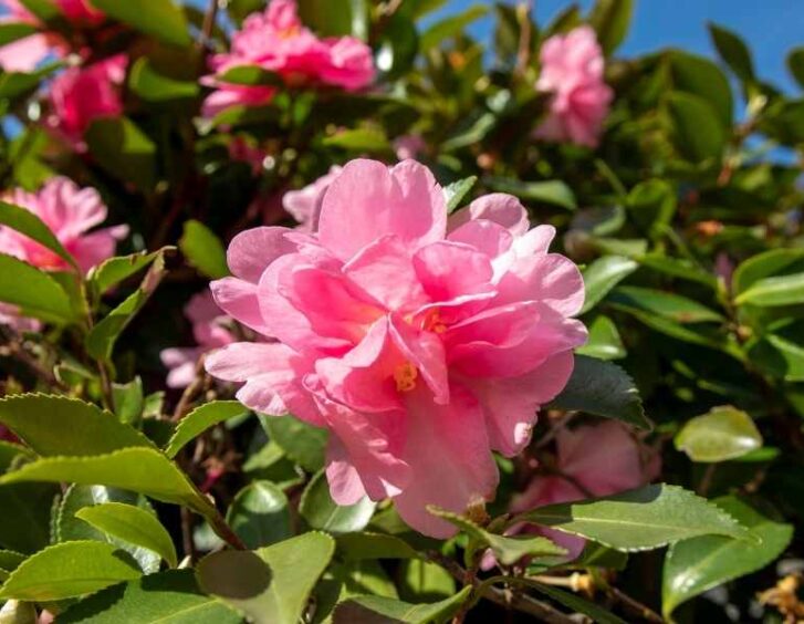 pink camellia Pink Camellia