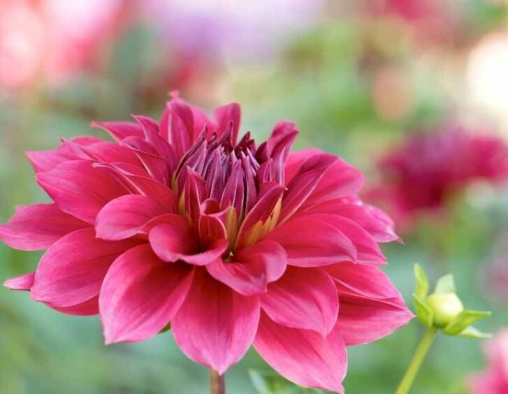 pink dahlia Pink Dahlia