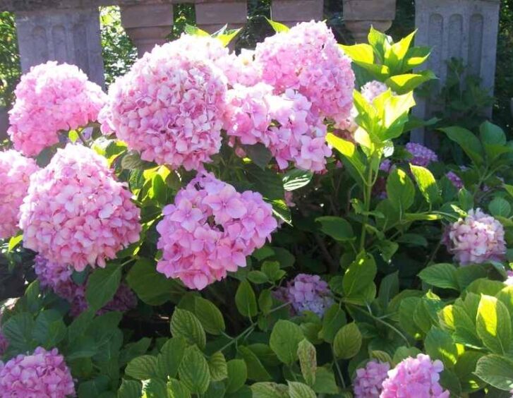 pink hydrangea Pink Hydrangea