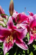 Pink Lilies