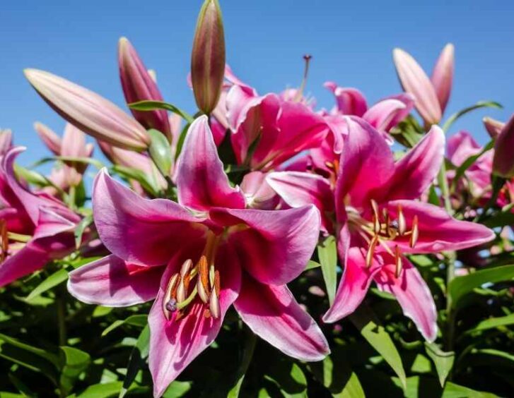 pink lilies Pink Lilies