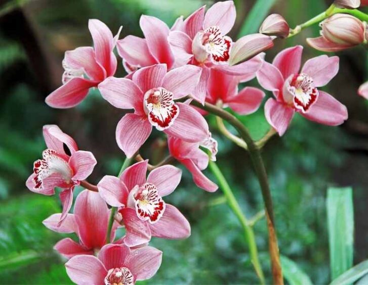 pink orchids Pink Orchids