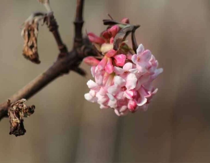 pink snowball tree Pink Snowball Tree
