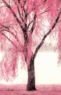 Pink Willow Tree