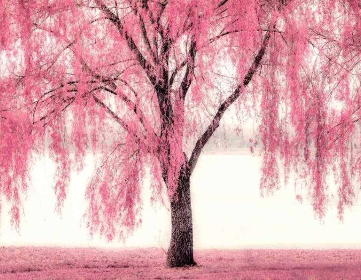 Pink Willow Tree