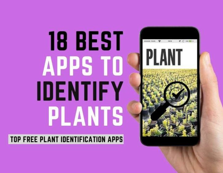 18 best apps to identify plants.