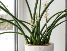 An African spear plant sits on a window sill. An African spear plant sits on a window sill.