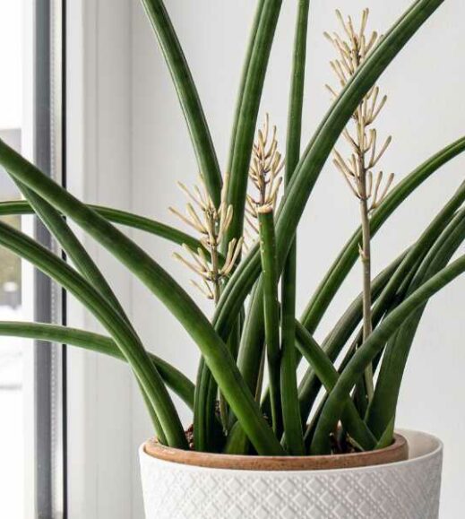 An African spear plant sits on a window sill. An African spear plant sits on a window sill.