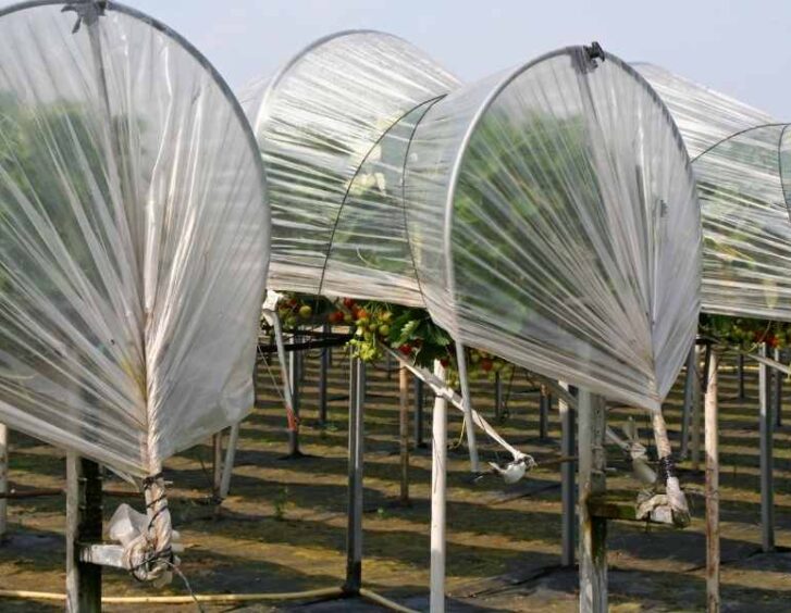 plastic for greenhouse Plastic For Greenhouse