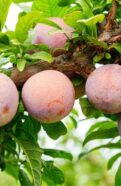 Pluot Tree