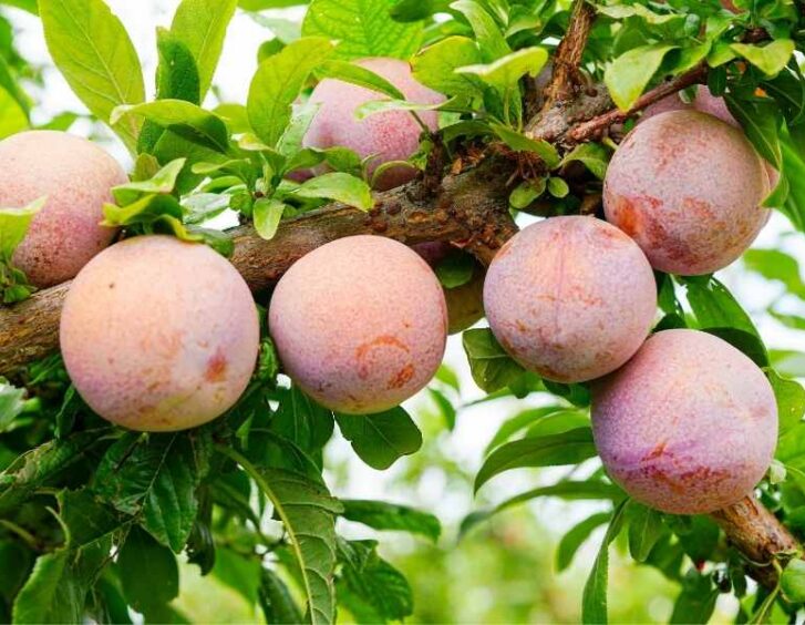 Pluot Tree