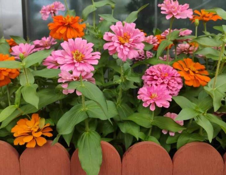 profusion zinnia Profusion Zinnia