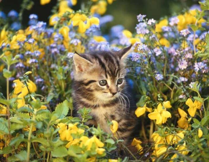 purple and yellow flowers Purple And Yellow Flowers