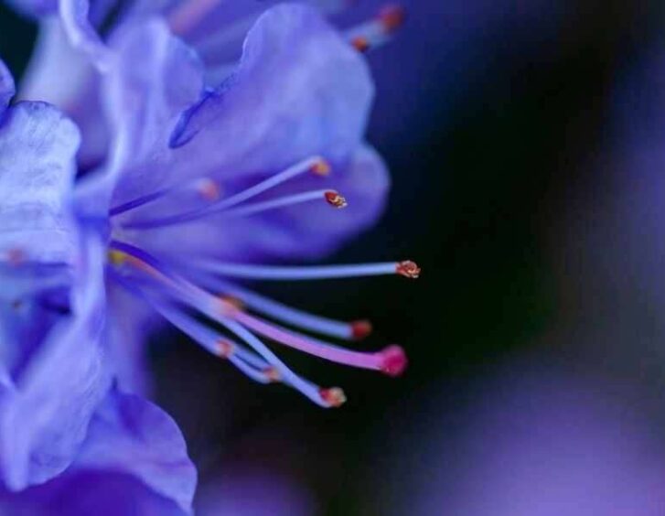 purple azalea Purple Azalea