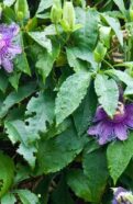 Purple Flower Vine