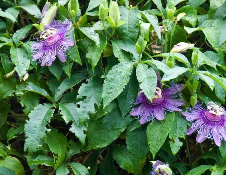purple flower vine Purple Flower Vine