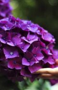 Purple Hydrangea