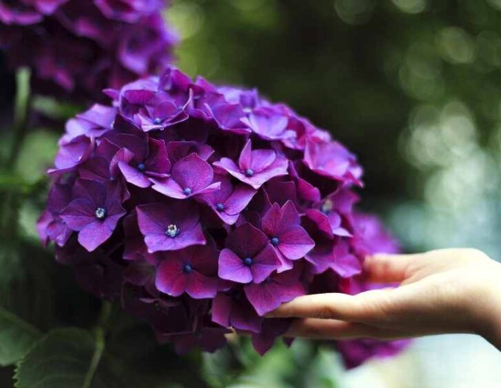purple hydrangea Purple Hydrangea