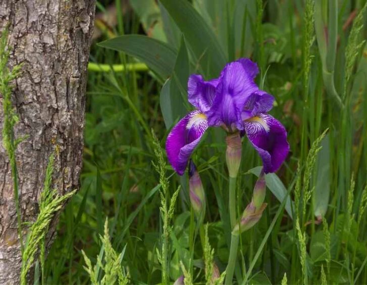purple lily flower Purple Lily Flower