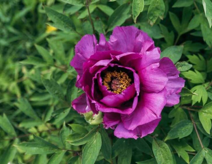 Purple Peonies