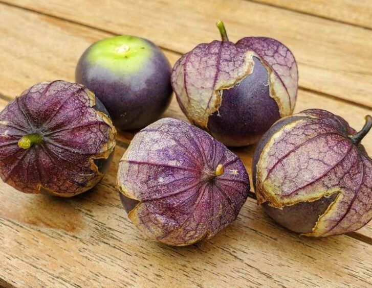 purple tomatillo Purple Tomatillo