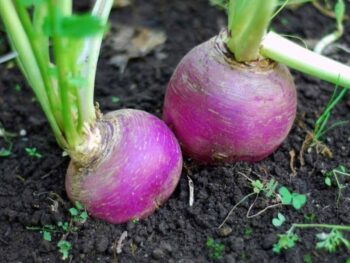Purple Top Turnips