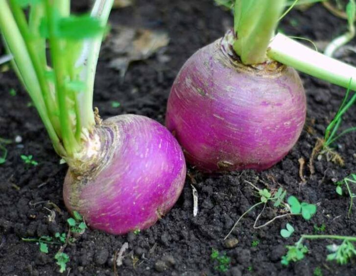 purple top turnips Purple Top Turnips