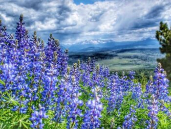 Purple Wildflowers