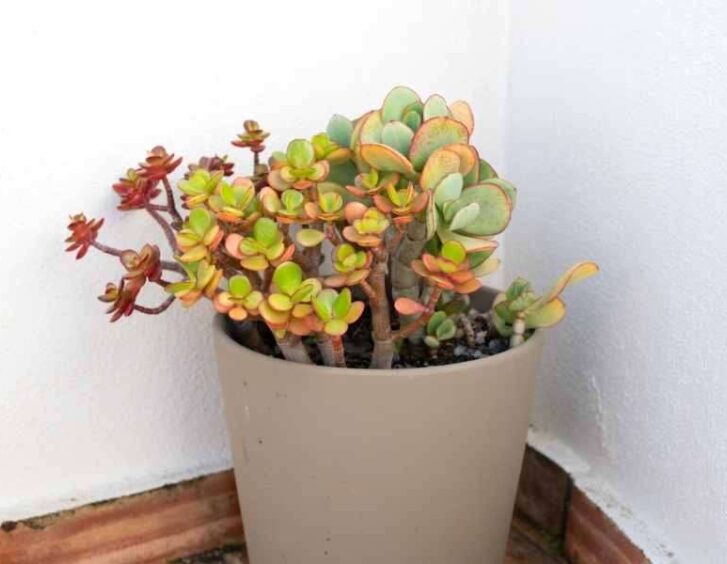 rainbow elephant bush Rainbow Elephant Bush