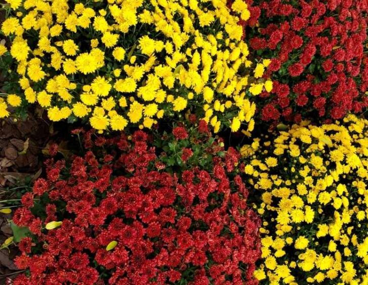 Red And Yellow Flowers