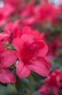 Red Azalea