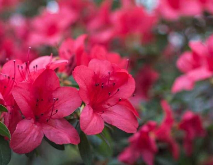 red azalea Red Azalea