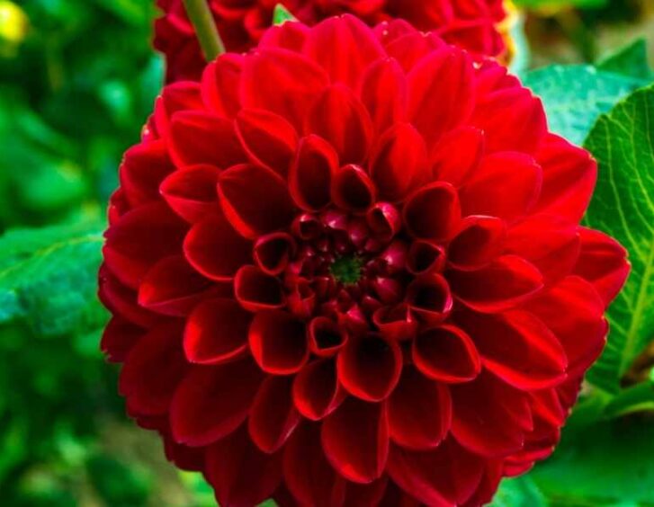 Red Dahlia