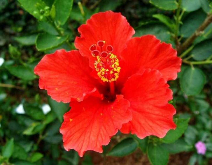 red hibiscus Red Hibiscus